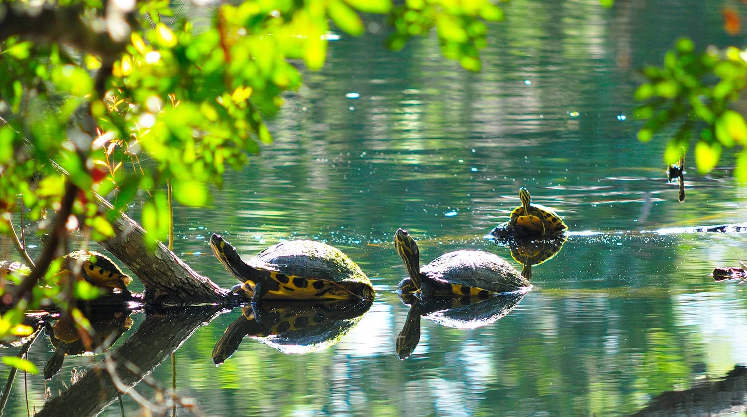 Turtles swimming
