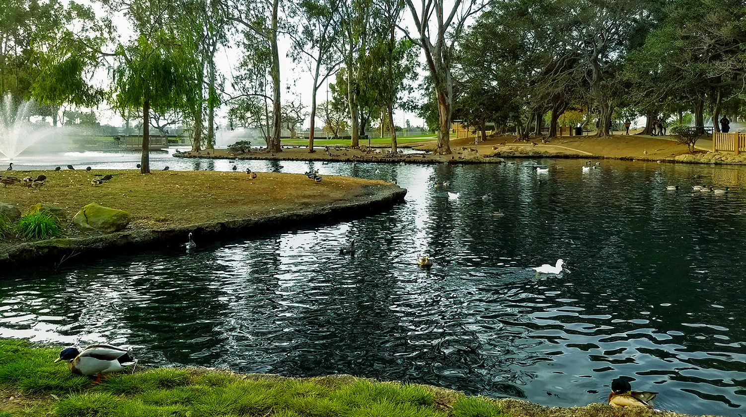 pond with ducks for Carollo Engineers sustainability management services page for water and wastewater facilities.